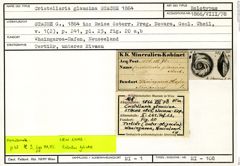 Karteikarte zum Holotyp von Cristellaria glaucina Stache, 1864